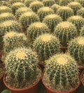 10" Cactus Golden Barrel